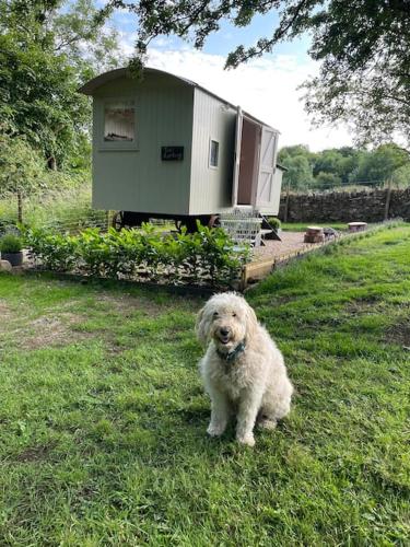 een witte hond zittend in het gras in een tuin bij The Rookery in Lothersdale