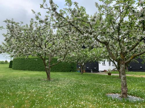 two trees with white flowers in a yard at Tusindfrugt B&B in Store Heddinge