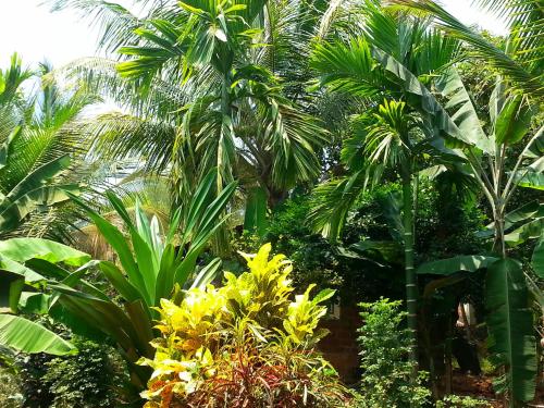a jungle with palm trees and yellow flowers at Namaste Yoga Farm in Gokarna