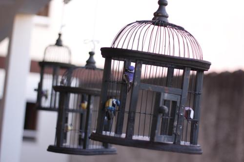 a group of bird cages hanging from a wall at Turis Hotel Centro in Campo Grande