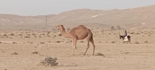un camello parado en el desierto con un hombre y una cabra en מדברא - צימר בירוחם en Yeruham