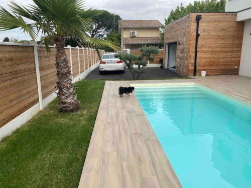 un gato negro parado junto a una piscina en Magnifique Villa avec piscine, en Gujan-Mestras
