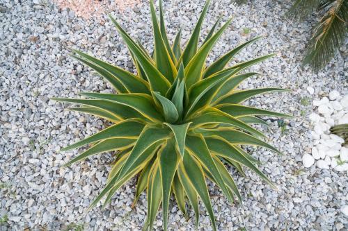 a green plant sitting on top of gravel at B&B La Manica in Milazzo