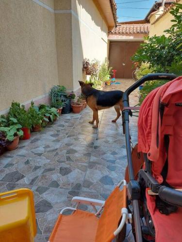 Mascotas con sus dueños en Vila Kodra