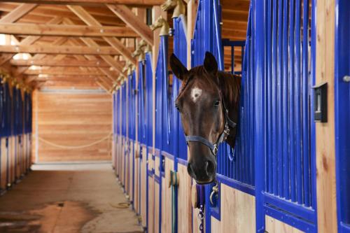 a horse sticking its head out of a blue stall at Farma Noe in Březina