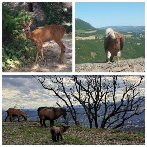 four pictures of animals standing on a hill at Le Passé Composé in Millau