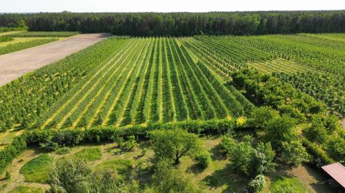 Gallery image of BOROWE KT in Warka