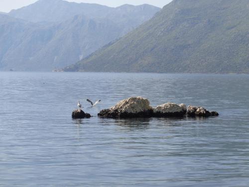 two birds are sitting on rocks in the water at Apartments Ponta in Kotor