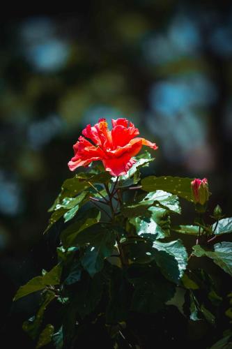a red flower on a bush with green leaves at YAAN Udaipur in Udaipur