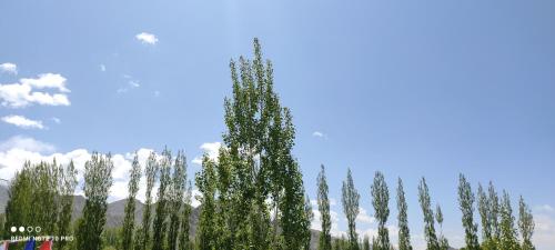 a group of weeping trees against a blue sky at Noor Guest House in Leh