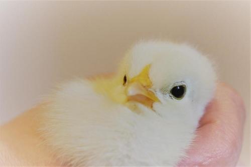 a person holding a small white chicken in their hand at Wenzlhof in Zwiesel