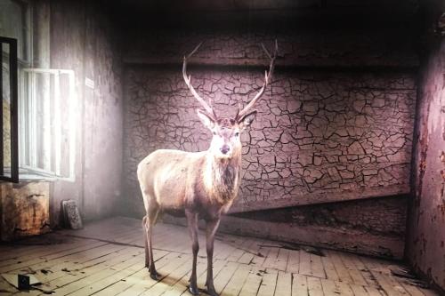 Le Cerf Enchanteur – Photos 5