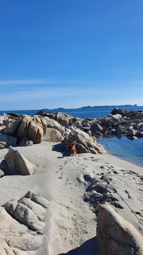 a dog sitting on a beach near the water at 4 stagioni in Villasimius