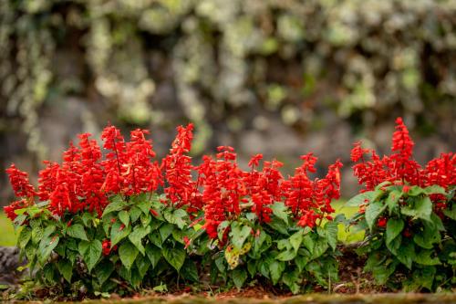 a group of red flowers in a plant at Manuel Manor in Labugolla