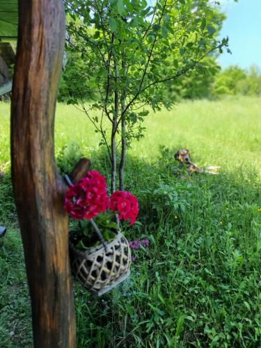 a pot with red flowers in it next to a tree at Almost Heaven - cabană cu vedere în Apuseni in Cîmpeni