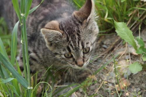 a kitten is laying in the grass at Schuistlhof in Sillian