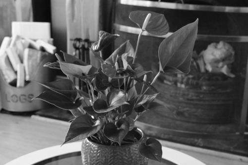 a vase with a plant sitting on a table at 2 Barbour Court in Lisburn