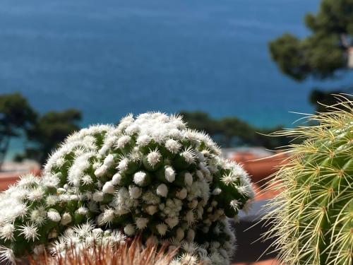 a close up of a cactus at House Bartulović in Brela