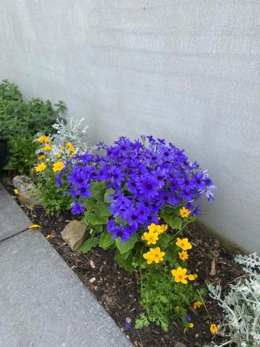 a garden of purple and yellow flowers next to a wall at Luxury holiday rental with sea views on the Wild Atlantic Way in Tralee