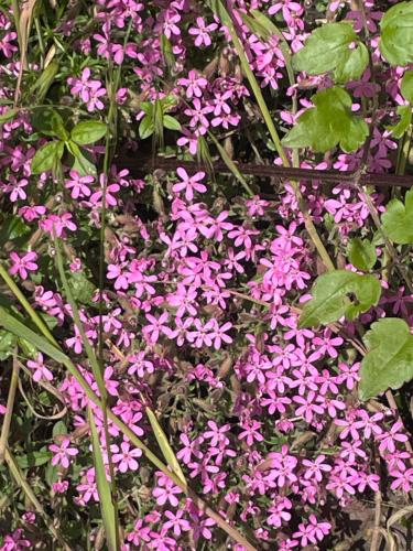 a bunch of pink flowers in the grass at B&B VillaDansio in Rezzoaglio