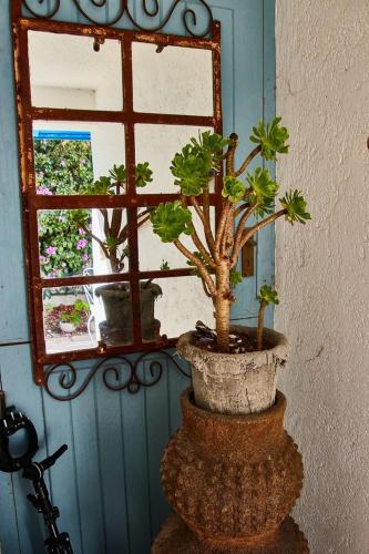 a plant in a pot in front of a window at Gilcrest Place Guest House in Paternoster