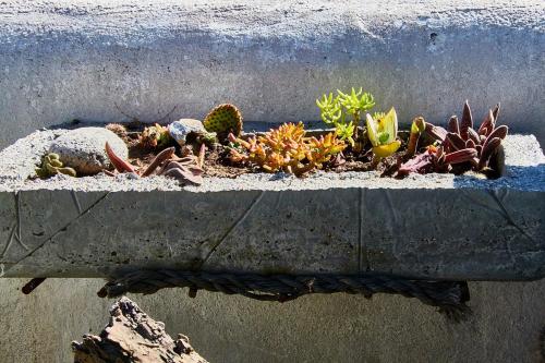 a bunch of succulent plants in a concrete planter at Gilcrest Place Guest House in Paternoster