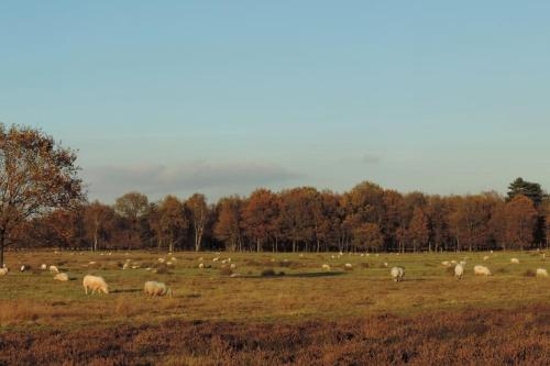 a herd of sheep grazing in a field at Schaapskooi in Dwingeloo
