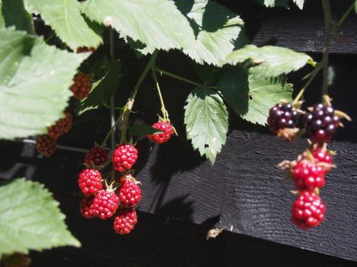 a bunch of red and blackberries hanging from a tree at Schaapskooi in Dwingeloo