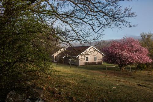 a white house in a field with a tree at Lowestoffe Country Lodge Rockford in Hogsback