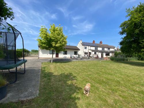 a dog sitting in the grass in front of a house at Cosy stable conversion between Sheffield & Leeds in Pontefract
