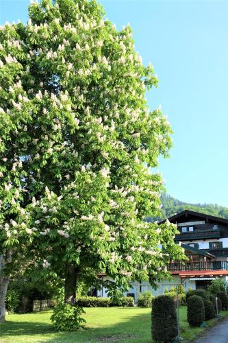 a tree with pink flowers on it in a yard at Landhaus Sonnenblick in Reit im Winkl