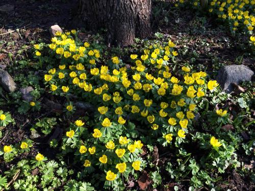 a group of yellow flowers under a tree at Paradiset Östra Öland in Nedra Sandby
