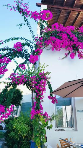 Taman di luar Haraki Mare Studios beach front