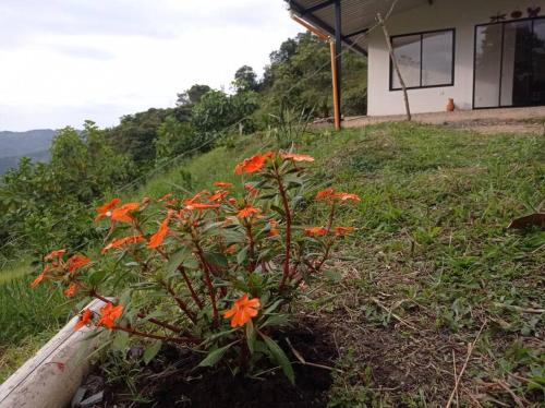 a bunch of orange flowers in the grass next to a building at Casa de campo en La Vega, hermosa vista, con Internet y parqueadero in La Vega