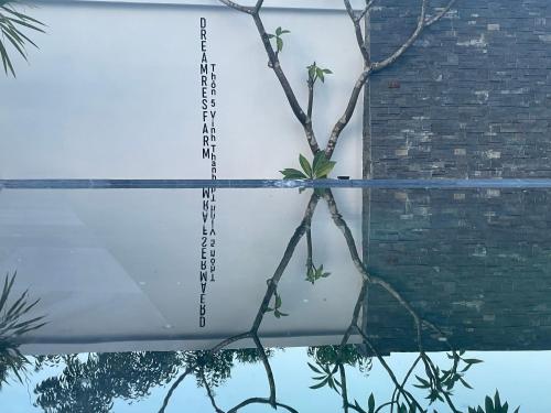 a reflection of a plant in the water of a pool at Dreamers Farm in Vinh Thanh