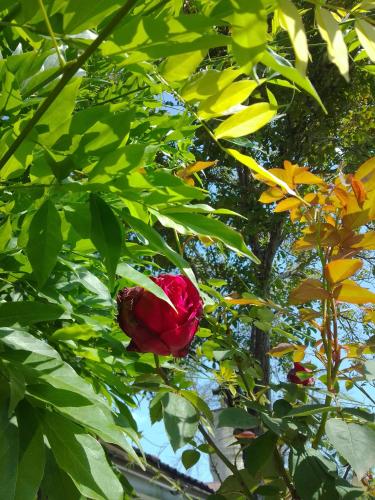 a red rose is growing in a tree at Casa Mocanu in Giurgiu