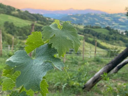 a green leaf of a plant in a field at Casa Tincana in Bebbio