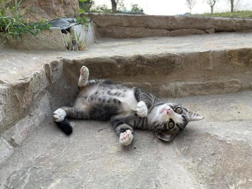 a cat laying on its back on some steps at Casa Tincana in Bebbio