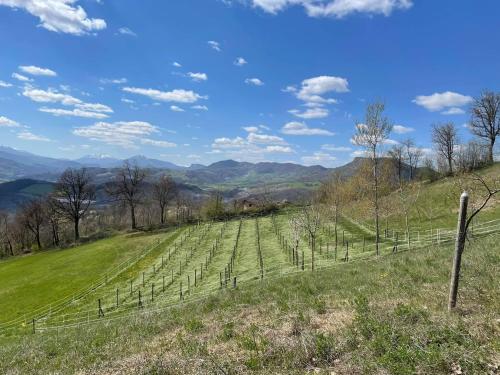 a vineyard on a hill with mountains in the background at Casa Tincana in Bebbio