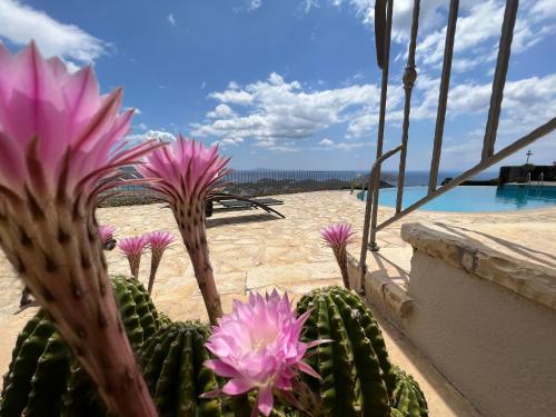 a cactus with pink flowers in front of a beach at Endless Blue in Anavissos