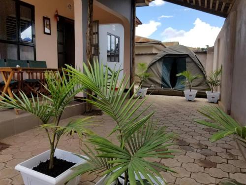 a group of plants in a courtyard with a tent at Maasai Hostel Tanzania in Arusha