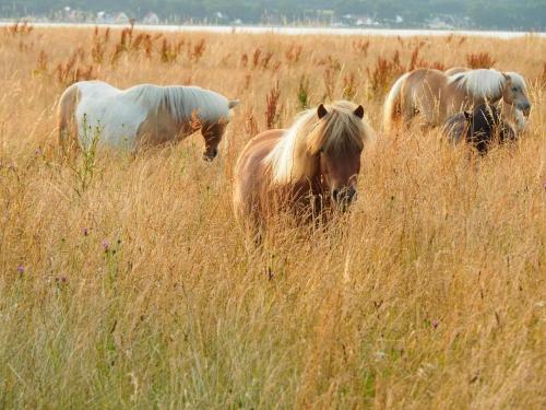 a group of horses standing in a field of tall grass at Strandhof Holnis in Glücksburg