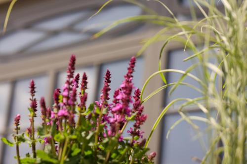 a bunch of pink flowers in front of a house at Mimosa Hotel in Westerland (Sylt)