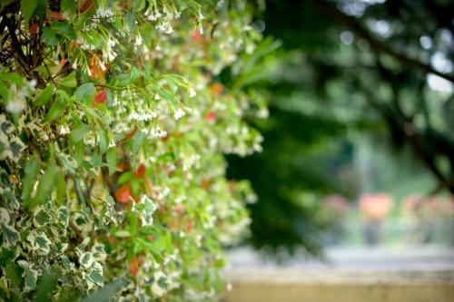 a close up of a bunch of flowers on a tree at Terme Preistoriche Resort & Spa in Montegrotto Terme