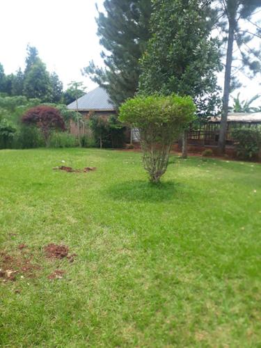 podwórko z małym drzewem w trawie w obiekcie Hfarms Guest House w mieście Wakiso