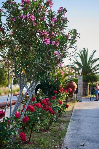 a bunch of pink flowers in a garden at Kalloni Bay in Skala Kallonis