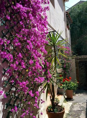 Une bande de fleurs violettes suspendues à un bâtiment dans l'établissement Coup de coeur de la cité médiévale, à Hyères