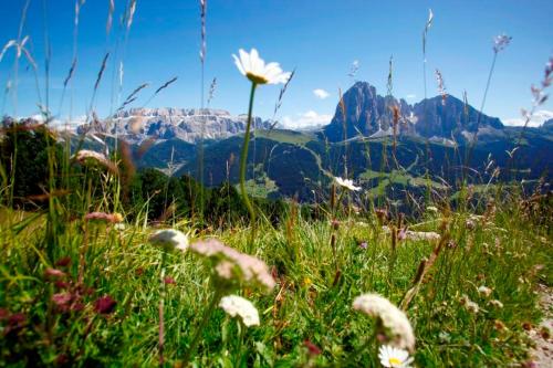 a field of flowers with mountains in the background at Garni Hotel Bel Vert in Selva di Val Gardena