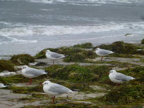 a group of seagulls standing on the beach at Strandläufer Zempin in Zempin