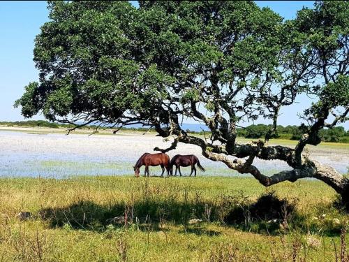 two horses grazing in a field under a tree at Casa museo "Sa domu de ziu Antoneddu" in Tuili